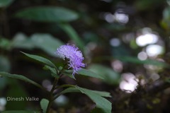 Vernonia dalzelliana